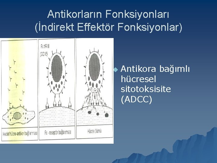 Antikorların Fonksiyonları (İndirekt Effektör Fonksiyonlar) u Antikora bağımlı hücresel sitotoksisite (ADCC) 