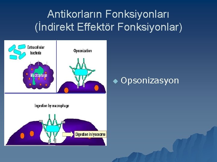 Antikorların Fonksiyonları (İndirekt Effektör Fonksiyonlar) u Opsonizasyon 