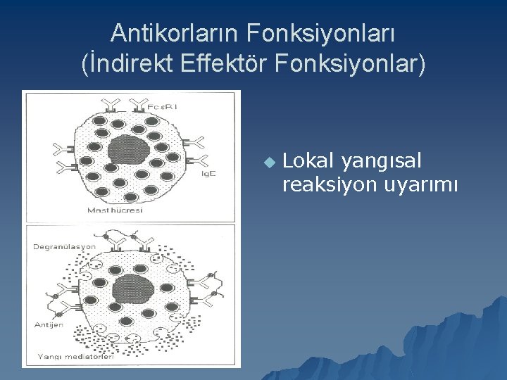 Antikorların Fonksiyonları (İndirekt Effektör Fonksiyonlar) u Lokal yangısal reaksiyon uyarımı 