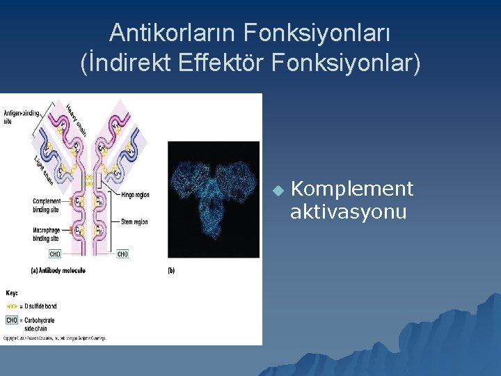 Antikorların Fonksiyonları (İndirekt Effektör Fonksiyonlar) u Komplement aktivasyonu 