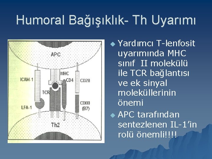 Humoral Bağışıklık- Th Uyarımı Yardımcı T-lenfosit uyarımında MHC sınıf II molekülü ile TCR bağlantısı