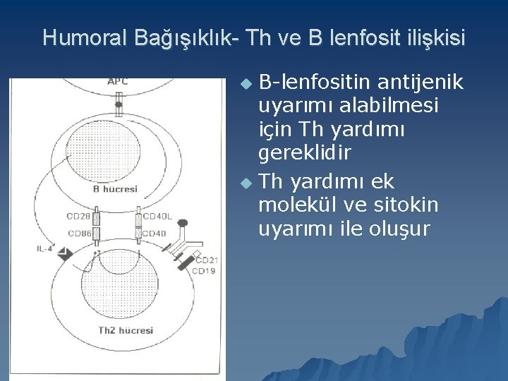 Humoral Bağışıklık- Th ve B lenfosit ilişkisi B-lenfositin antijenik uyarımı alabilmesi için Th yardımı