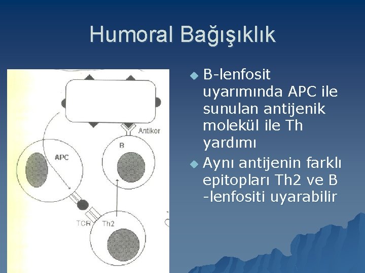 Humoral Bağışıklık B-lenfosit uyarımında APC ile sunulan antijenik molekül ile Th yardımı u Aynı