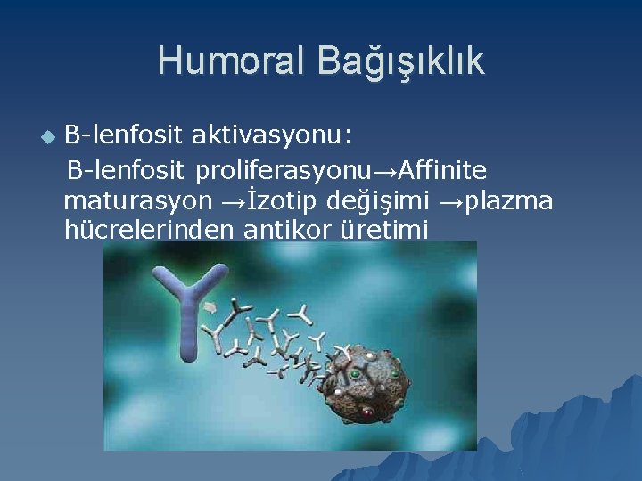 Humoral Bağışıklık u B-lenfosit aktivasyonu: B-lenfosit proliferasyonu→Affinite maturasyon →İzotip değişimi →plazma hücrelerinden antikor üretimi