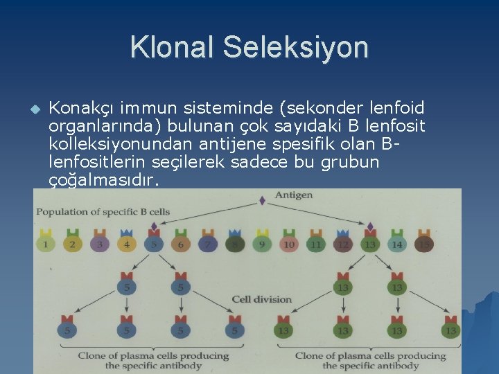 Klonal Seleksiyon u Konakçı immun sisteminde (sekonder lenfoid organlarında) bulunan çok sayıdaki B lenfosit