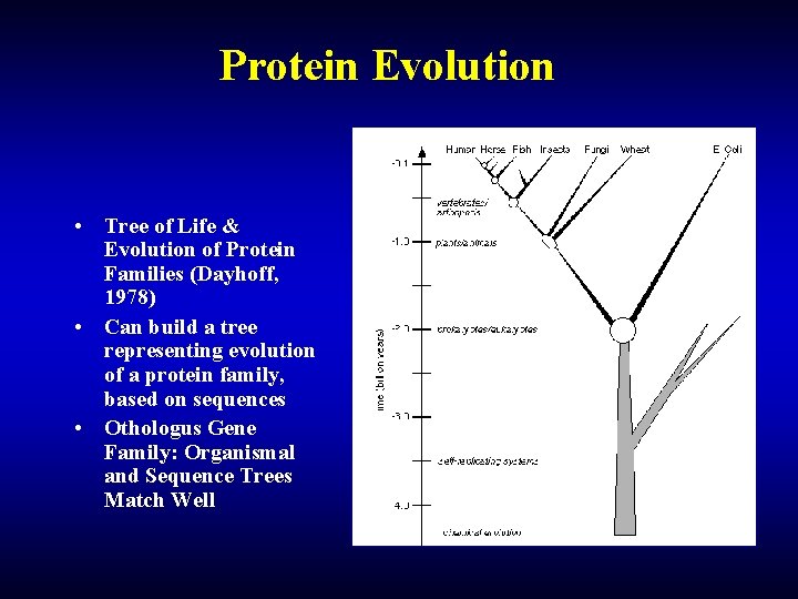 Protein Evolution • Tree of Life & Evolution of Protein Families (Dayhoff, 1978) • Protein Evolution • Tree of Life & Evolution of Protein Families (Dayhoff, 1978) •