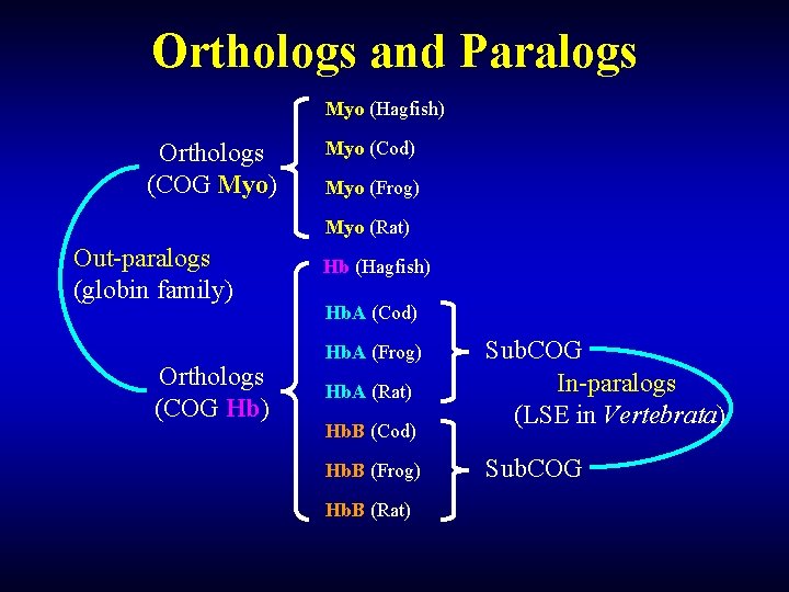 Orthologs and Paralogs Myo (Hagfish) Orthologs (COG Myo) Myo (Cod) Myo (Frog) Myo (Rat) Orthologs and Paralogs Myo (Hagfish) Orthologs (COG Myo) Myo (Cod) Myo (Frog) Myo (Rat)