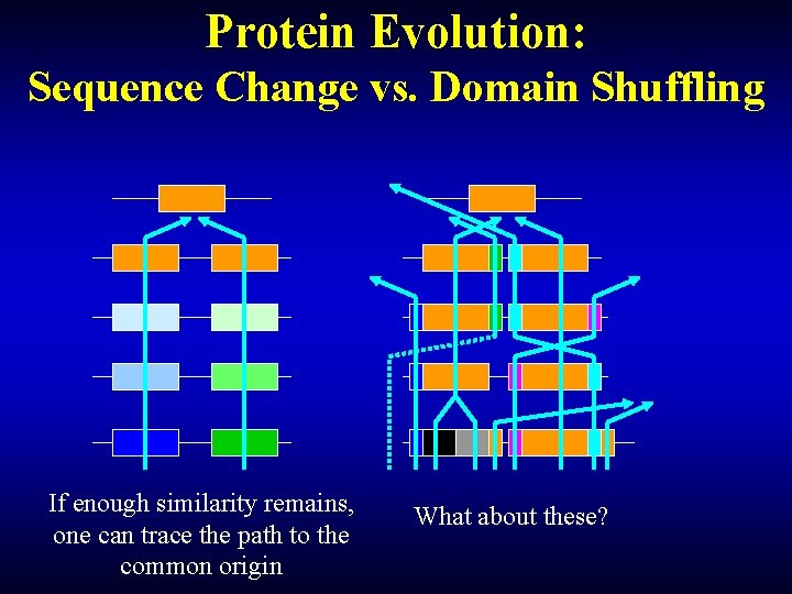 Protein Evolution: Sequence Change vs. Domain Shuffling If enough similarity remains, one can trace Protein Evolution: Sequence Change vs. Domain Shuffling If enough similarity remains, one can trace