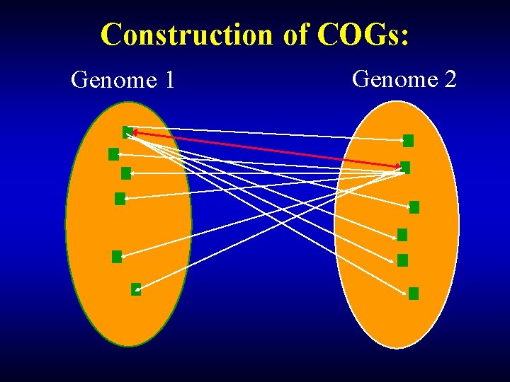 Construction of COGs: Genome 1 Genome 2 Construction of COGs: Genome 1 Genome 2