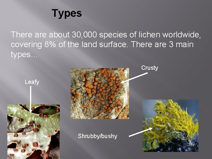 Types There about 30, 000 species of lichen worldwide, covering 8% of the land