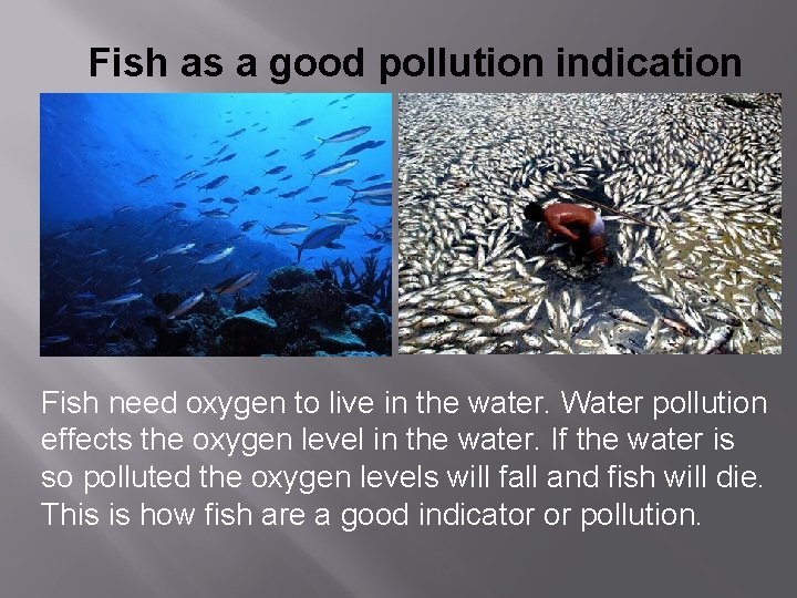 Fish as a good pollution indication Fish need oxygen to live in the water.