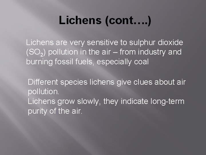 Lichens (cont…. ) Lichens are very sensitive to sulphur dioxide (SO 2) pollution in