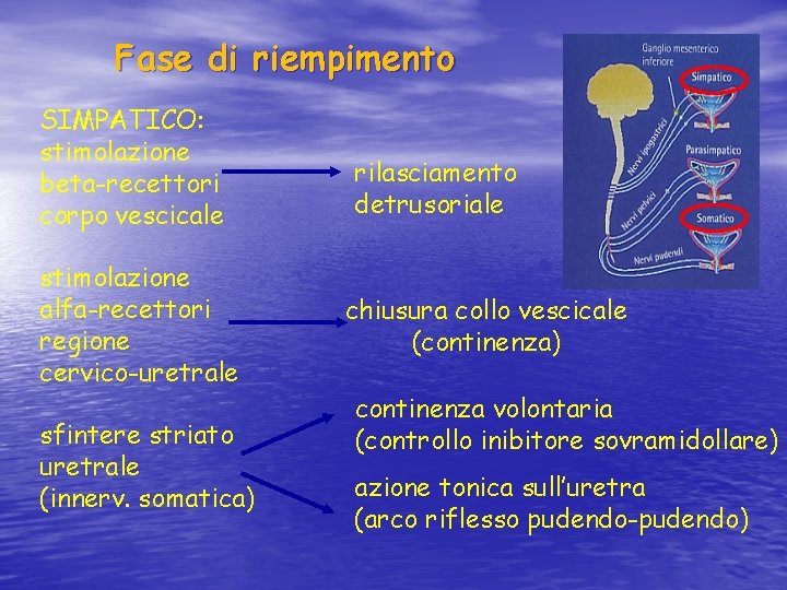 Fase di riempimento SIMPATICO: stimolazione beta-recettori corpo vescicale stimolazione alfa-recettori regione cervico-uretrale sfintere striato