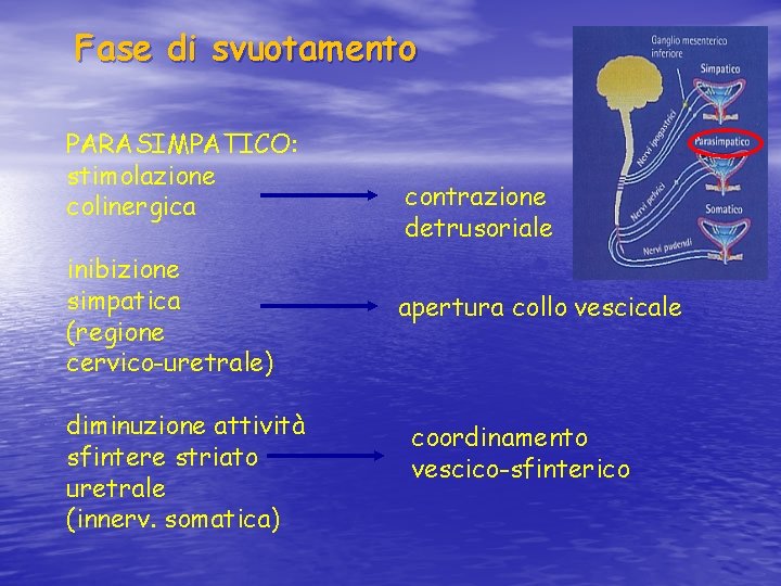 Fase di svuotamento PARASIMPATICO: stimolazione colinergica inibizione simpatica (regione cervico-uretrale) diminuzione attività sfintere striato
