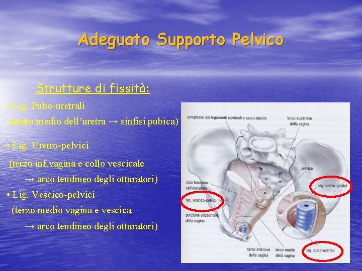 Adeguato Supporto Pelvico Strutture di fissità: • Lig. Pubo-uretrali (tratto medio dell’uretra → sinfisi