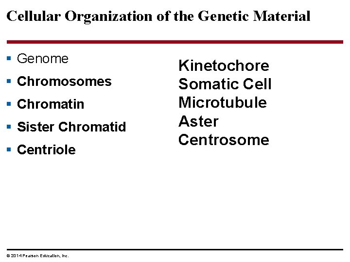 Cellular Organization of the Genetic Material § Genome § Chromosomes § Chromatin § Sister