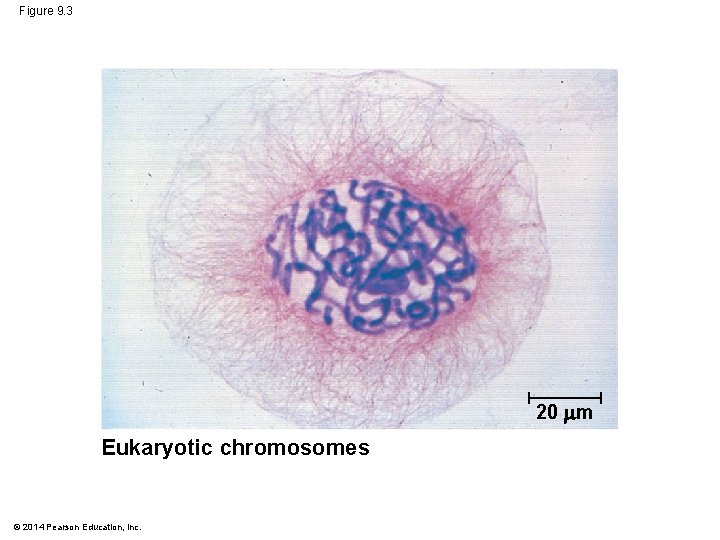 Figure 9. 3 20 m Eukaryotic chromosomes © 2014 Pearson Education, Inc. 