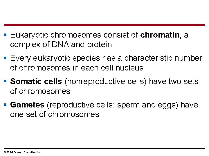 § Eukaryotic chromosomes consist of chromatin, a complex of DNA and protein § Every