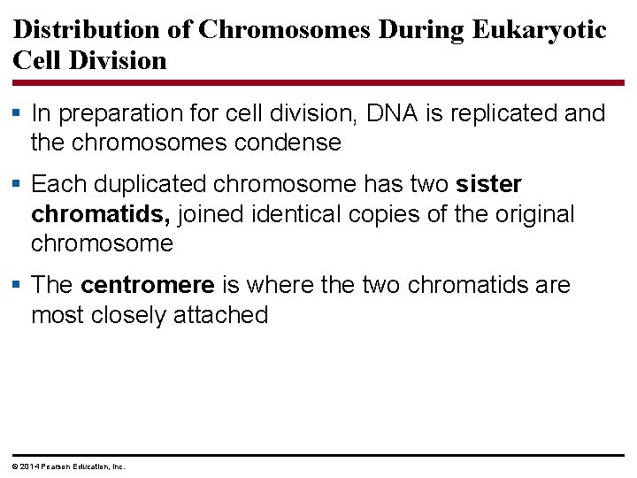 Distribution of Chromosomes During Eukaryotic Cell Division § In preparation for cell division, DNA