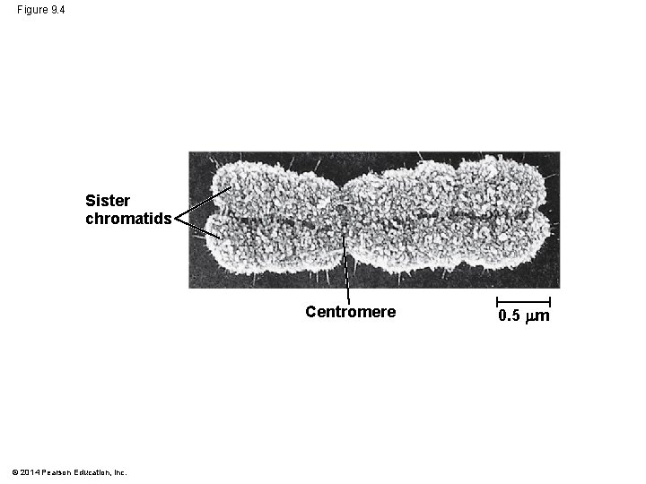 Figure 9. 4 Sister chromatids Centromere © 2014 Pearson Education, Inc. 0. 5 m