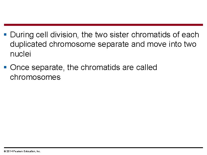 § During cell division, the two sister chromatids of each duplicated chromosome separate and