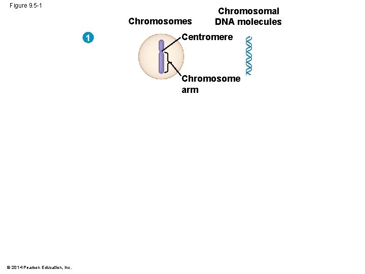 Figure 9. 5 -1 Chromosomes 1 Chromosomal DNA molecules Centromere Chromosome arm © 2014