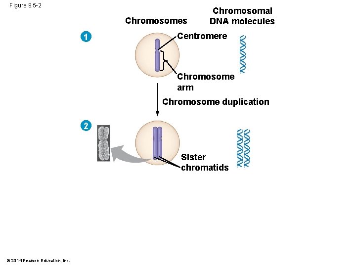 Figure 9. 5 -2 Chromosomes 1 Chromosomal DNA molecules Centromere Chromosome arm Chromosome duplication