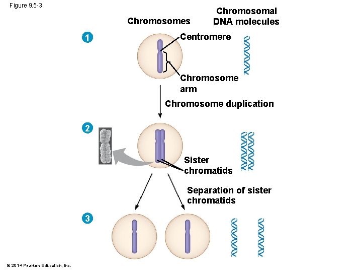Figure 9. 5 -3 Chromosomes 1 Chromosomal DNA molecules Centromere Chromosome arm Chromosome duplication