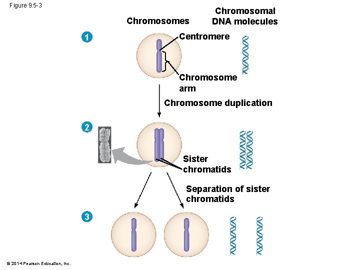 Figure 9. 5 -3 Chromosomes 1 Chromosomal DNA molecules Centromere Chromosome arm Chromosome duplication Figure 9. 5 -3 Chromosomes 1 Chromosomal DNA molecules Centromere Chromosome arm Chromosome duplication