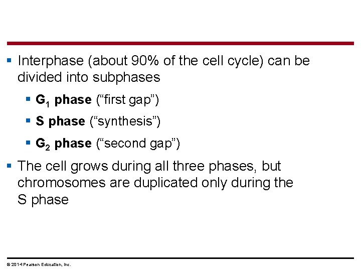 § Interphase (about 90% of the cell cycle) can be divided into subphases §