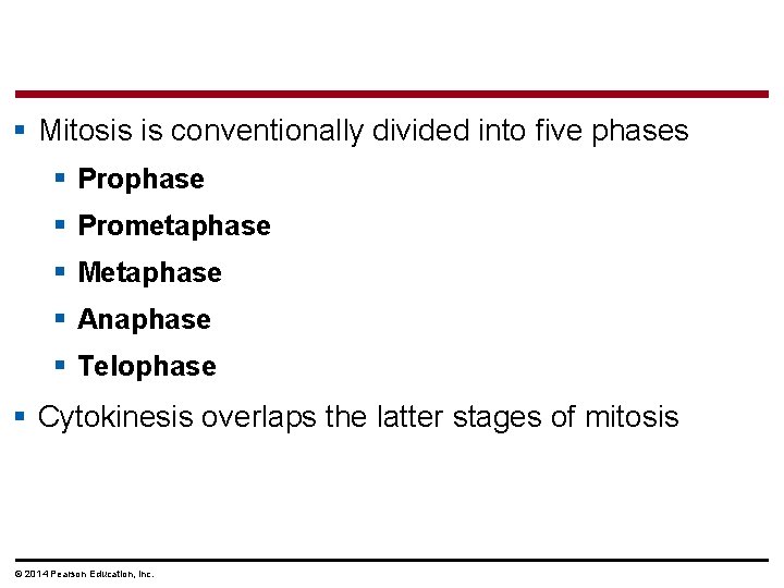 § Mitosis is conventionally divided into five phases § Prophase § Prometaphase § Metaphase § Mitosis is conventionally divided into five phases § Prophase § Prometaphase § Metaphase