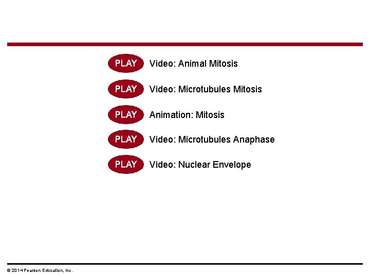 Video: Animal Mitosis Video: Microtubules Mitosis Animation: Mitosis Video: Microtubules Anaphase Video: Nuclear Envelope