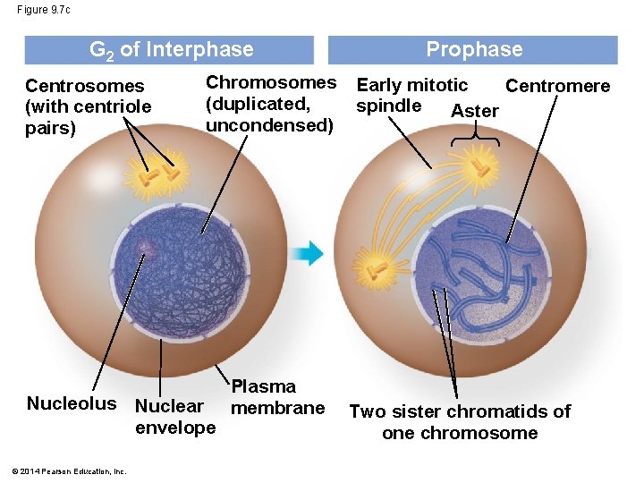 Figure 9. 7 c G 2 of Interphase Centrosomes (with centriole pairs) Chromosomes (duplicated, Figure 9. 7 c G 2 of Interphase Centrosomes (with centriole pairs) Chromosomes (duplicated,