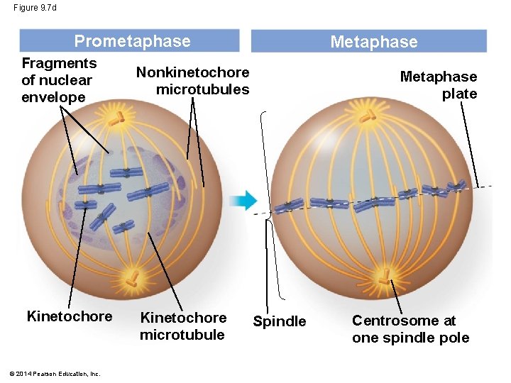 Figure 9. 7 d Prometaphase Fragments of nuclear envelope Kinetochore © 2014 Pearson Education, Figure 9. 7 d Prometaphase Fragments of nuclear envelope Kinetochore © 2014 Pearson Education,