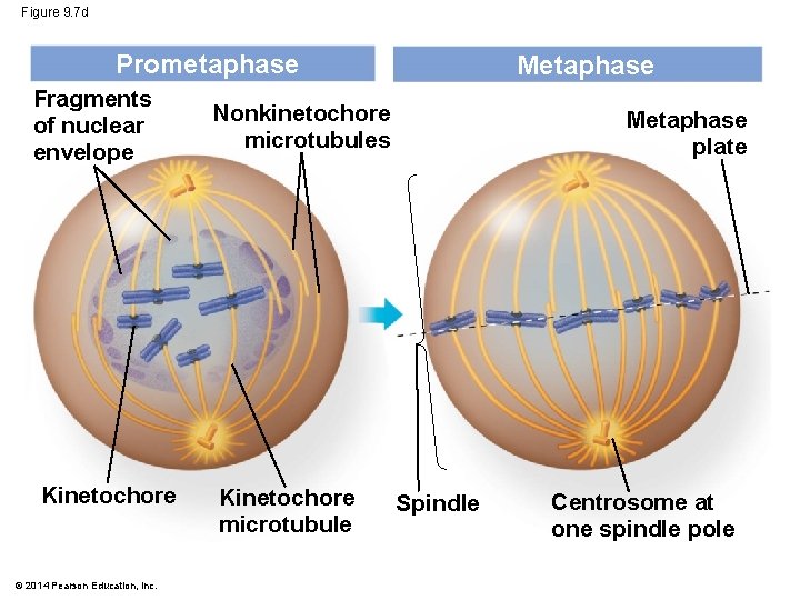 Figure 9. 7 d Prometaphase Fragments of nuclear envelope Kinetochore © 2014 Pearson Education,