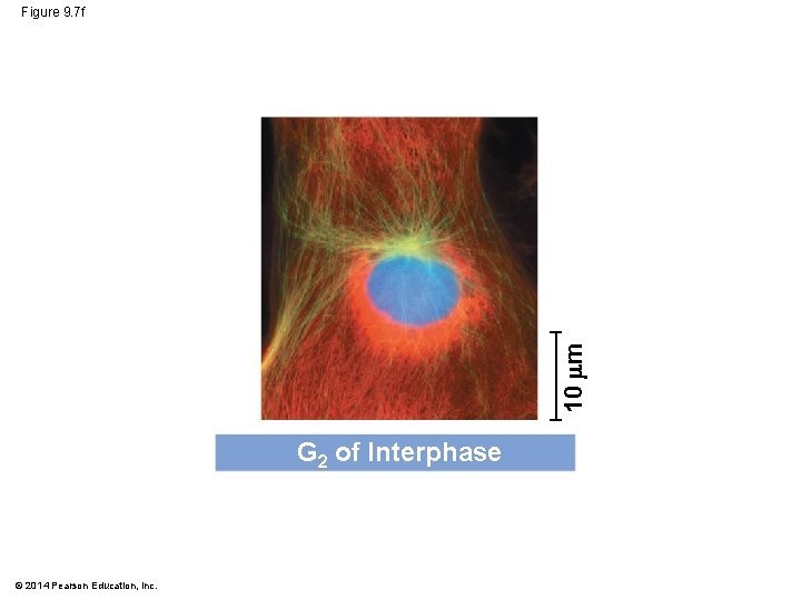 10 m Figure 9. 7 f G 2 of Interphase © 2014 Pearson Education,