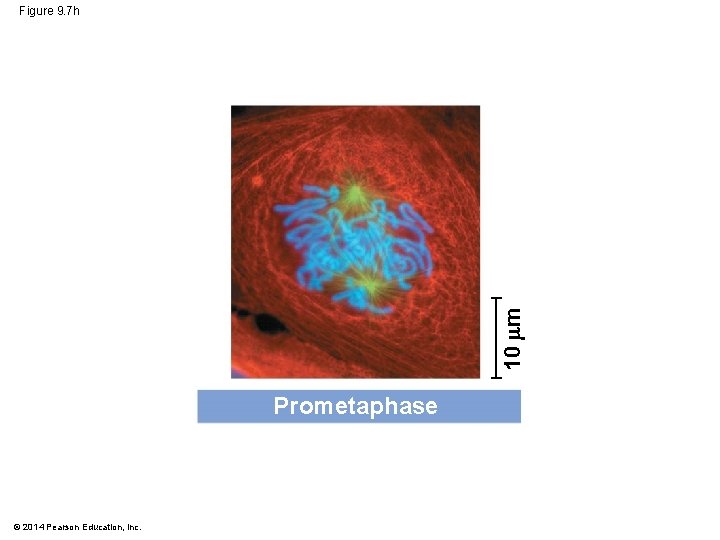 10 m Figure 9. 7 h Prometaphase © 2014 Pearson Education, Inc. 