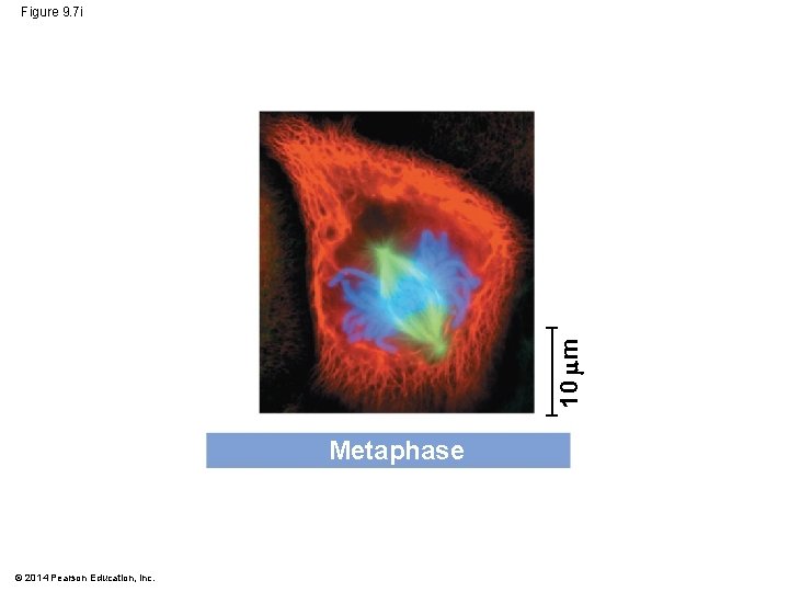 10 m Figure 9. 7 i Metaphase © 2014 Pearson Education, Inc. 10 m Figure 9. 7 i Metaphase © 2014 Pearson Education, Inc.