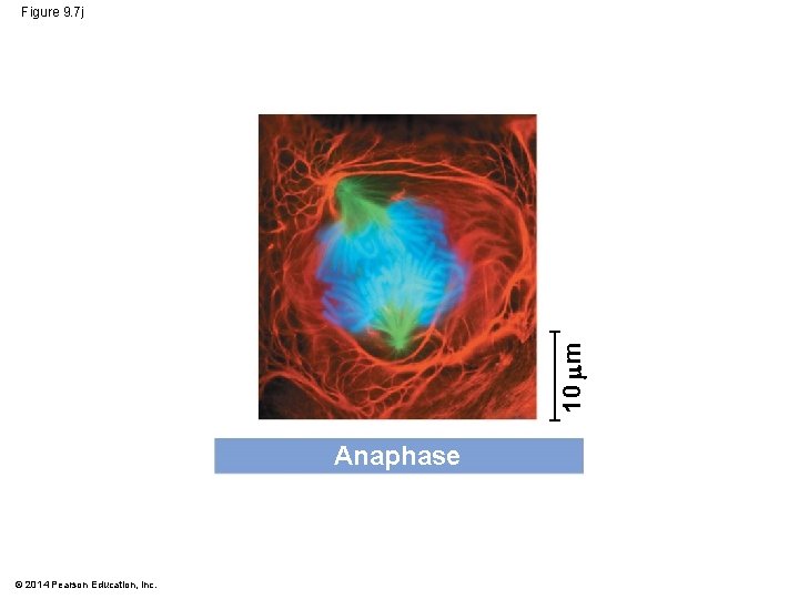 10 m Figure 9. 7 j Anaphase © 2014 Pearson Education, Inc. 