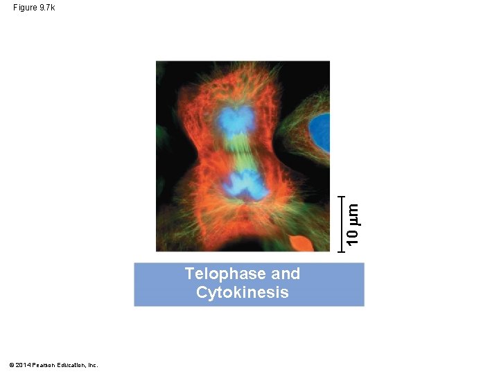 10 m Figure 9. 7 k Telophase and Cytokinesis © 2014 Pearson Education, Inc.