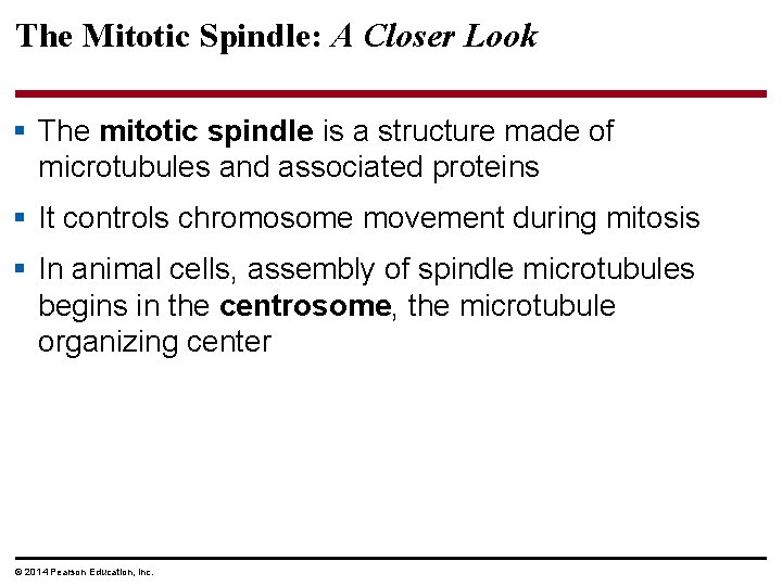 The Mitotic Spindle: A Closer Look § The mitotic spindle is a structure made
