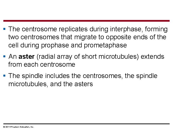 § The centrosome replicates during interphase, forming two centrosomes that migrate to opposite ends
