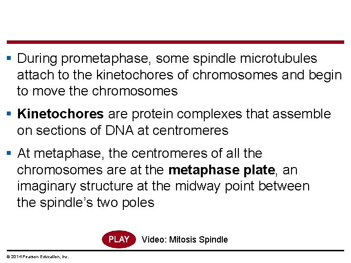 § During prometaphase, some spindle microtubules attach to the kinetochores of chromosomes and begin