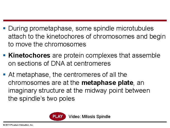 § During prometaphase, some spindle microtubules attach to the kinetochores of chromosomes and begin § During prometaphase, some spindle microtubules attach to the kinetochores of chromosomes and begin