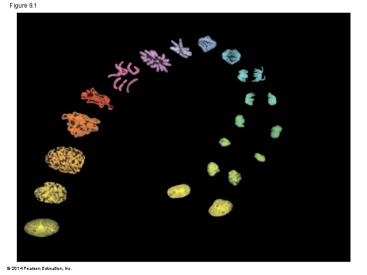 Figure 9. 1 © 2014 Pearson Education, Inc. Figure 9. 1 © 2014 Pearson Education, Inc.