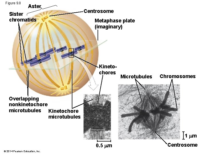 Figure 9. 8 Aster Sister chromatids Centrosome Metaphase plate (imaginary) Kinetochores Microtubules Chromosomes Overlapping