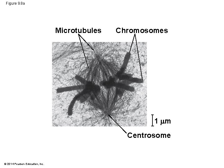 Figure 9. 8 a Microtubules Chromosomes 1 m Centrosome © 2014 Pearson Education, Inc.