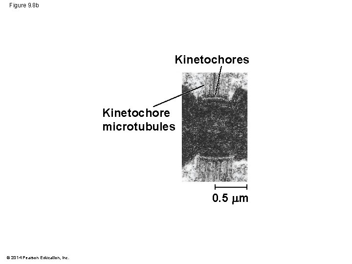 Figure 9. 8 b Kinetochores Kinetochore microtubules 0. 5 m © 2014 Pearson Education,
