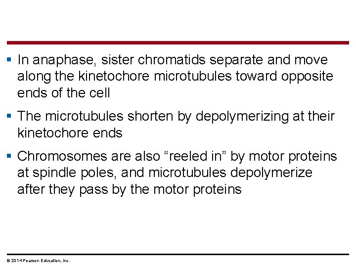 § In anaphase, sister chromatids separate and move along the kinetochore microtubules toward opposite