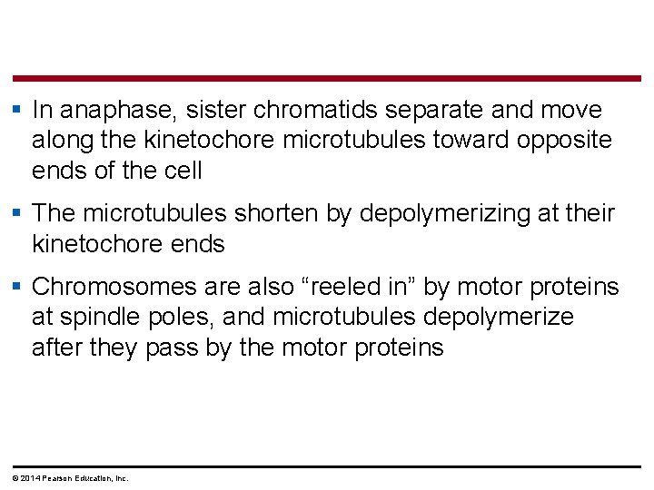 § In anaphase, sister chromatids separate and move along the kinetochore microtubules toward opposite § In anaphase, sister chromatids separate and move along the kinetochore microtubules toward opposite